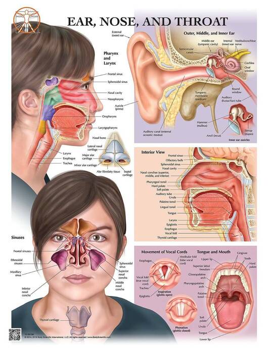 research topics on ear nose and throat